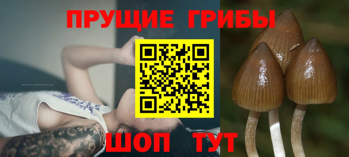 Галлюциногенные грибы Cubensis  Вход с VPN  Ноябрьск  Псилоцибиновые грибы Psilocybine cubensis 